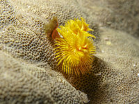 St Christophers Wreck [ 8 images ]